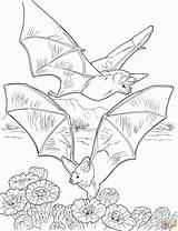 Bat Nietoperz Kolorowanki Bats Nectar Dzieci Flying Gathering Bestcoloringpagesforkids Druku Pobrania Birijus sketch template