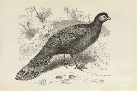 darwin on sexual selection in birds photograph by library