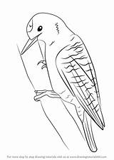 Woodpecker Draw Drawing Step Woodpeckers Getdrawings Learn Pileated Tutorials Drawingtutorials101 sketch template