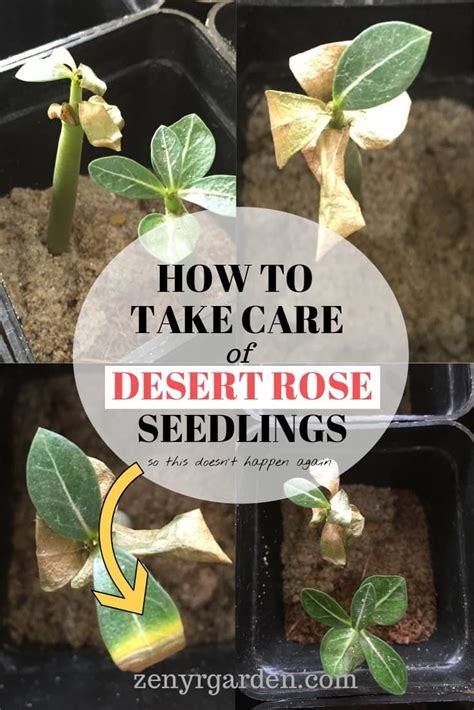 How To Take Care Of A Desert Rose Seedling Desert Rose Care Desert