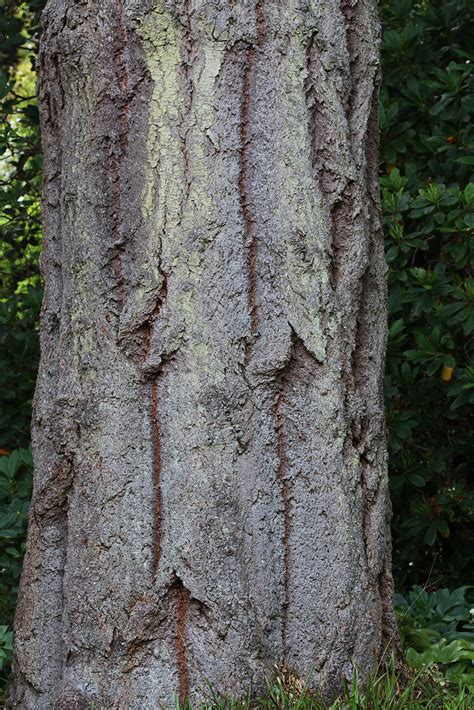 bark   douglas fir bark   douglas fir pseudotsu flickr