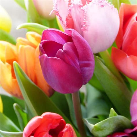 pin  richmondmom  easter tulip bouquet tulips flower pictures