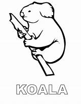 Koala Australien Continents Coloriages Ausmalbild Album sketch template