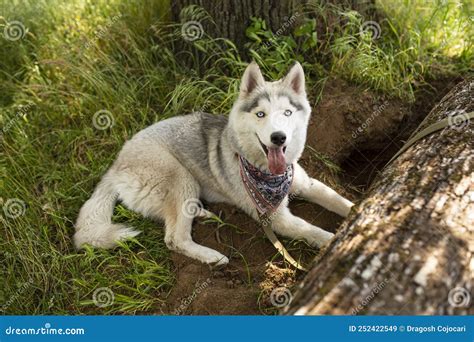Husky Has A White Gray Fur Bright Blue Eyes Rests Outside In Park On