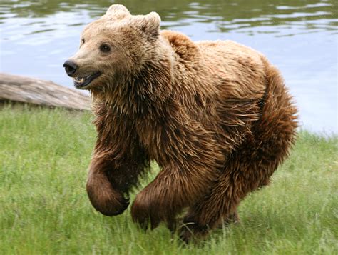 filebrown bear ursus arctos arctos runningjpg