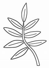 Coloring Template Branch Leaves Jungle Colouring Pages Plants Leaf Palm Branches Printable Tree Tropical Clipart Clip Drawing Cut Outline Cliparts sketch template