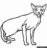 Coloring Siamese Cat Cats Pages Drawing Clipart Line Designlooter Clipartbest 565px 18kb Getdrawings Kittens Clipartmag sketch template