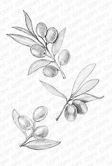 Olive Tattoo Branch Drawing Sketch Illustration Azulejos Andaluces Dibujos Para Olivo Sketches Branches Botanical Tattoos Drawings Choose Board Google sketch template