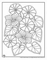 Coloring Glory Morning Pages Printable Flower Spring sketch template