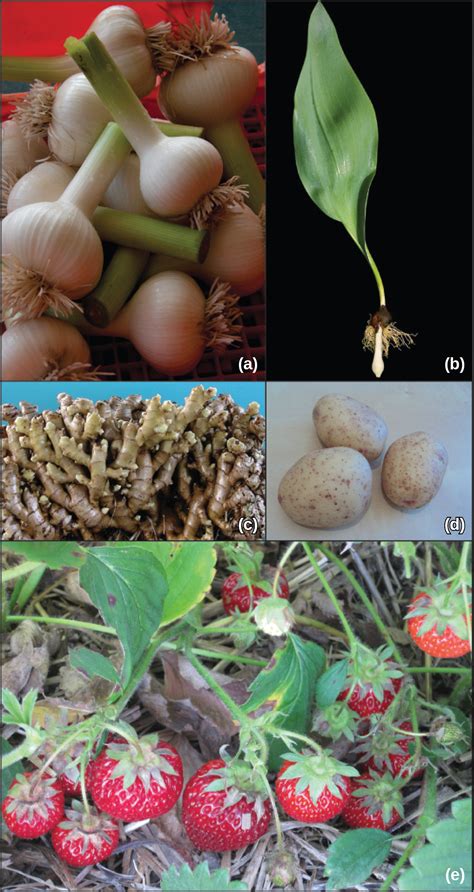 asexual reproduction openstax biology 2e