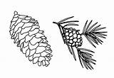 Easy Pinecone sketch template
