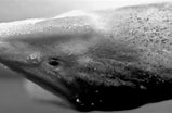 Afbeeldingsresultaten voor Panturichthys fowleri Anatomie. Grootte: 159 x 104. Bron: bioone.org