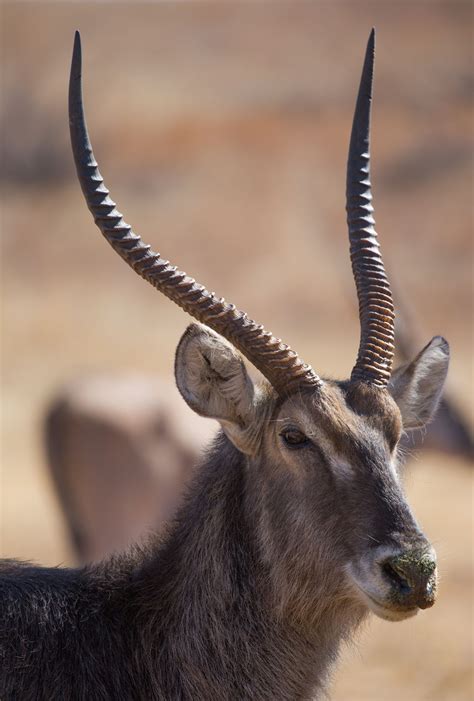 large antelope species