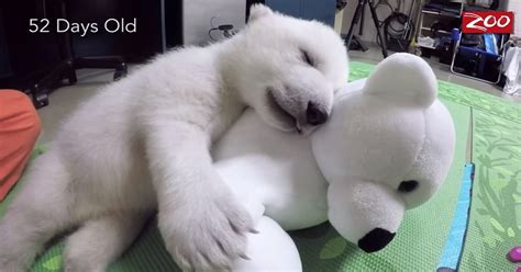 cuddly polar bear cub gains fame name watch her grow