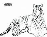 Coloring Tiger Pages Siberian Tigers Detroit Getcolorings Color Printable sketch template