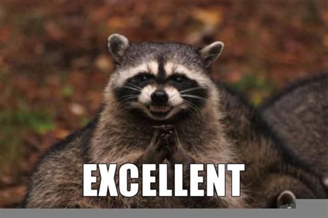 excellent meme raccoon  images  clkercom vector clip art  royalty