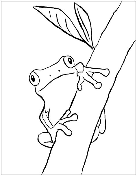 frog drawing  print  color frogs kids coloring pages