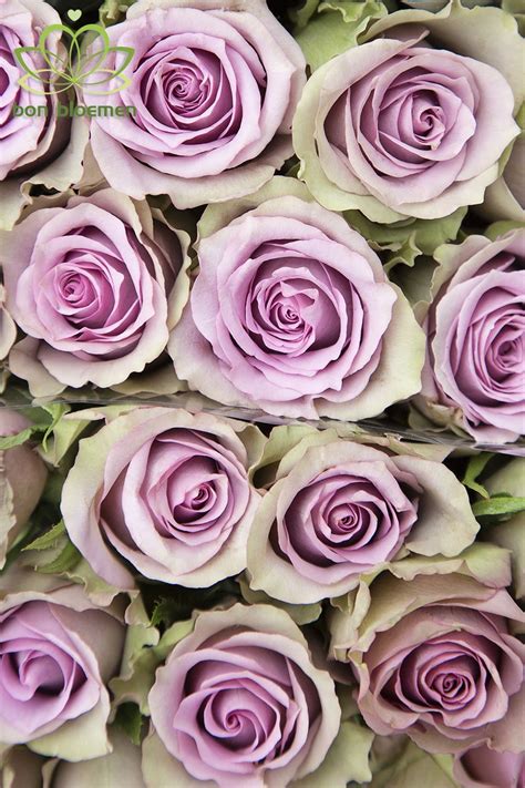rose samanthas bridal lilac roses beautiful flowers lilac wedding colors