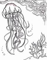 Jellyfish Quallen Aquatic Malvorlagen Ozean Colouring Blatt Farbung Aquatische sketch template