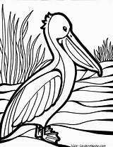 Coloring Pelican Cajun Pages Paint Bird Things Birds Seafood Sea Doodle sketch template