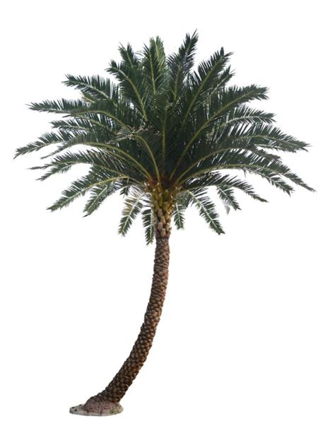 middle east faux phoenix curved palm tree ideally  office hotel spa
