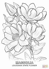 Larkspur Drawing Coloring Flower Getdrawings sketch template