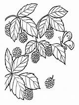 Raspberries sketch template