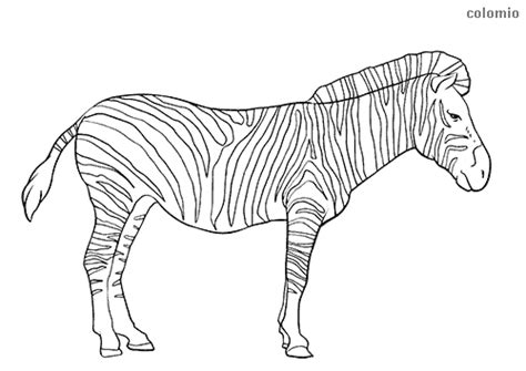 zoo animals coloring pages  printable zoo coloring sheets