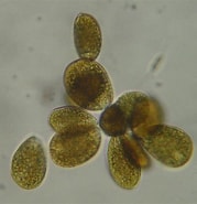 Afbeeldingsresultaten voor "chiridiella Ovata". Grootte: 179 x 185. Bron: culturamarinara.com