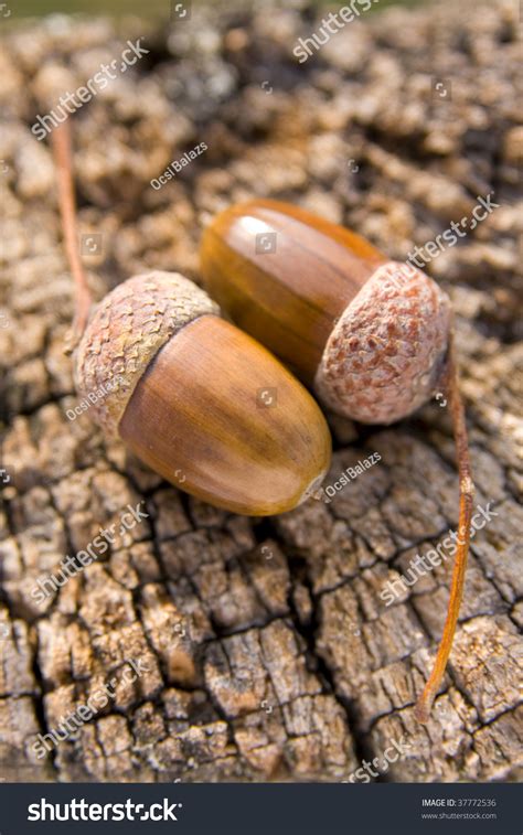 acorn  oak nut   nut   oak tree stock photo