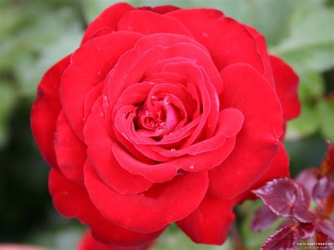luebecker rotspon kaufen beetrose agel rosen