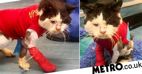 Cat With Feline Hiv Dies Months After £10 000 Was Raised For His