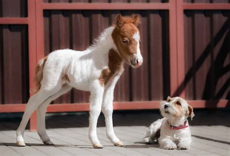 teacup miniature horse animal facts equus   animals