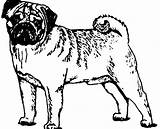 Pug Outline Drawing Puppy Colouring Pages Paintingvalley Coloring Pugs sketch template