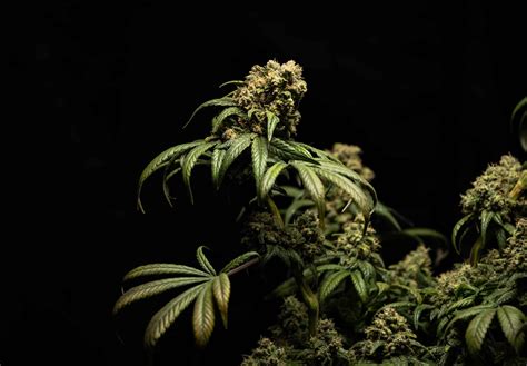 strains  full guide  cannabis strains silver therapeutics