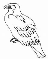 Falcon Coloring Pages Bird Peregrine Perched Kids Drawing Hawk Printable Preschool Color Getcolorings Getdrawings Crafts Print Bell sketch template