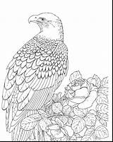 Eagle Coloring Bald Pages Printable Realistic Kids Color Falcon Adult Template Bird Peregrine Sea Outline Print Eagles Adults Supercoloring Drawing sketch template