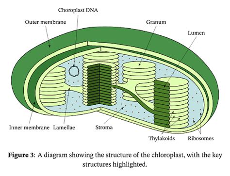 top    draw  structure  chloroplast seveneduvn
