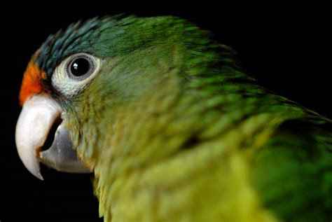 Worstphotographerever Day 458 Half Moon Conure