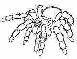 Coloring Realistic Spider Pages Sheet Ages sketch template