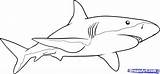 Shark Sharks Requin Requins Paintingvalley Dragoart Clipartmag Megalodon Paintingvalleycom Hai Webstockreview Fashiondiy sketch template