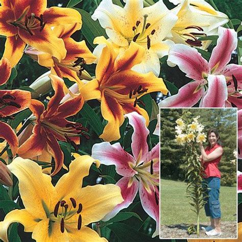 lily tree mix michigan bulb tree lily lily bulbs lily seeds