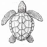 Turtle Tortue Tortuga Visiter Testudines доску выбрать Colornimbus sketch template