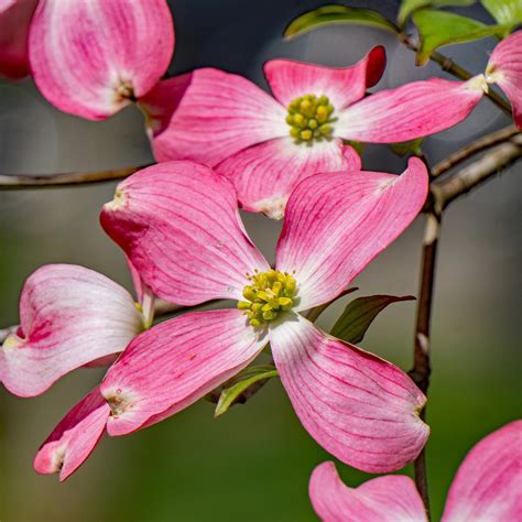 pink dogwood tree green thumbs garden