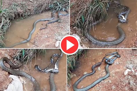 viral video king cobra  python fight aggressively  water