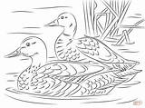 Coloring Mallard Pages Ducks Pair Duck Printable Adult Supercoloring Bird Drawing Sheets Colouring Elegant Drawings Unlimited Pencil Animal Wood Animals sketch template
