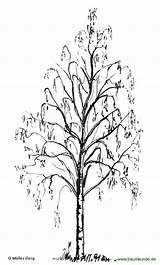 Birke Baum Ausmalen Silhouette Wurzeln Baumkunde Gedenken Florian Trauer Birch sketch template