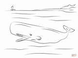 Capodoglio Cachalote Designlooter Lusso Stampare Beaked Whales Mammals sketch template