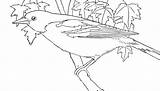 Coloring Oriole Bird Pages Orioles Printable Color Birds sketch template
