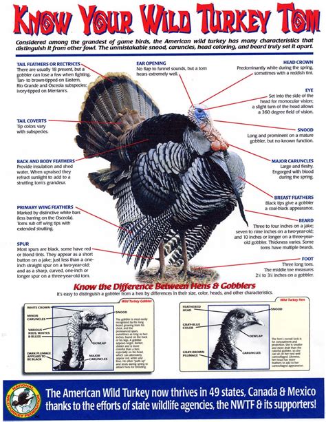 pinterest turkey hunting quail hunting hunting